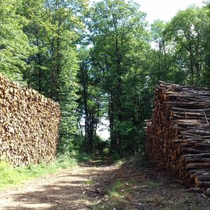 bois de chauffage Gironde